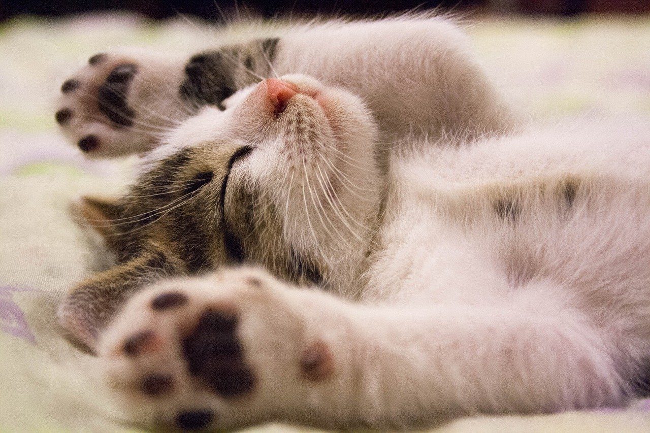 Animali domestici il gatto