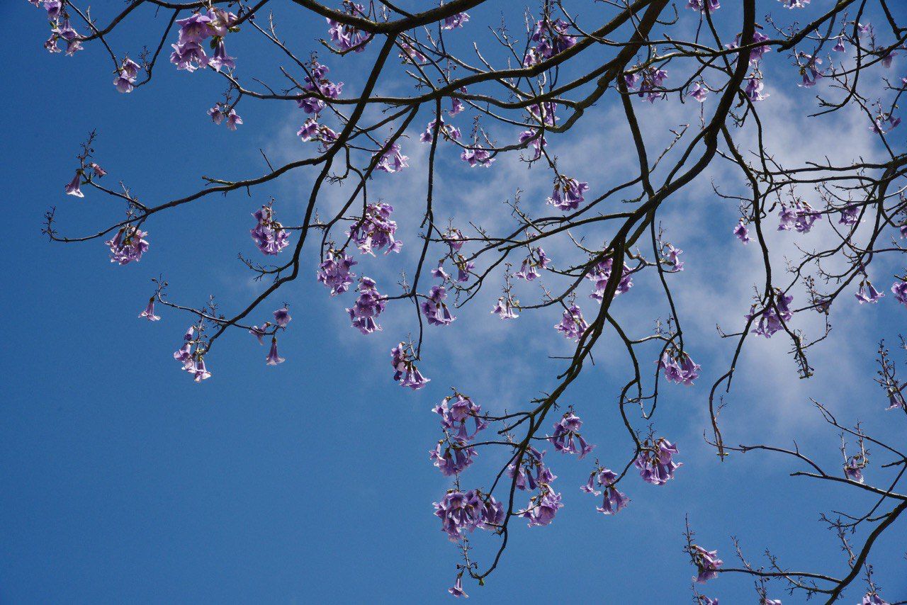 I fiori lilla della Paulownia 